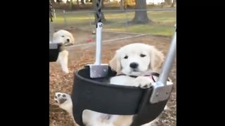Dogs best funny video