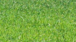 Cultivation of Wheat in Pakistan / بہترین طریقہ کاشت برائے گندم