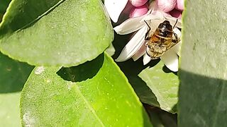 natural video