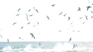 Bird vs Fish