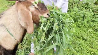 FULL_GOAT_RECIPE___18_KG_Full_Goat_Gravy_Recipe_by_Mubashir_Saddique___Village_Food_Secrets(720p).