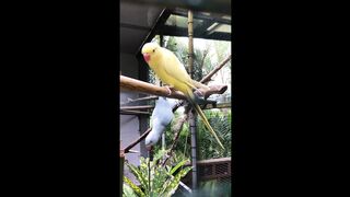 The Beauty Of Parrot 8K ULTRA HD