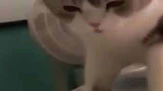 Funny Cat