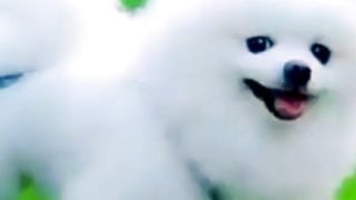 Cute pets