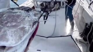 Massive bluefin tuna