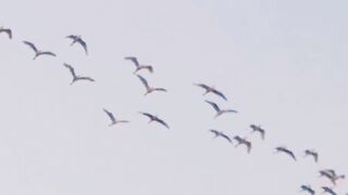 birds Flying Together