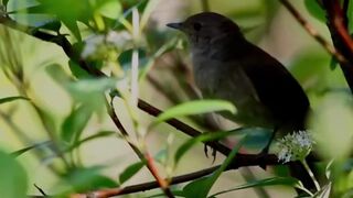 Singing nightingale. The best bird song