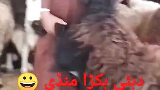 Dubai Bakra Mandi Full Enjoy