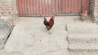 Very cute sound of goat and chicken | Pets Vlog