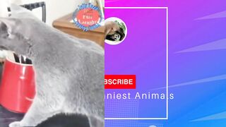 Funny Baby cats play with Toaster