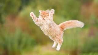 Funny dance cat