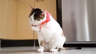 Cute funny cats with laughing baby