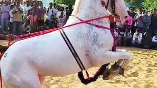 Jumping_hourse dance