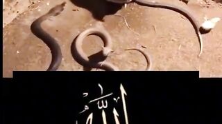 miracle of allah