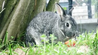 Animals funny video shorts