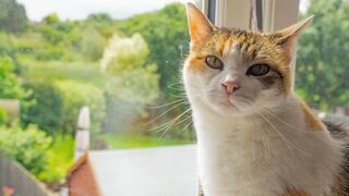 Cat and cat baby butayfull video