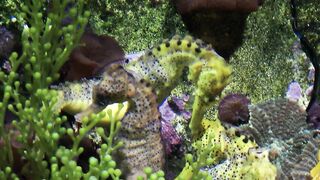 Rare seahorses