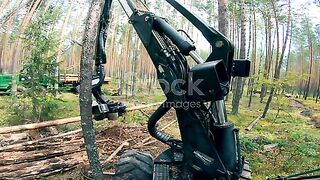 Harvester Machine Cutting Logs After Falling Pine Tree