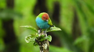 Colorful Sparrow