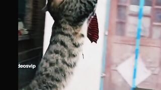 Funny Cat Hanging Lovely Short