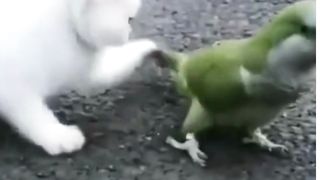 Cat vs Parrot