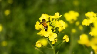 Honey Bee Busy in Rapeseed Flower Slow Motion. lose Up Bee Collect Nectar on Yellow Rapeseed Flower in Spring Field.
