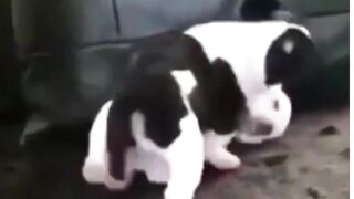 Funny Dog