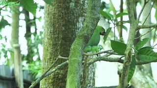 Beautiful green parrots sound