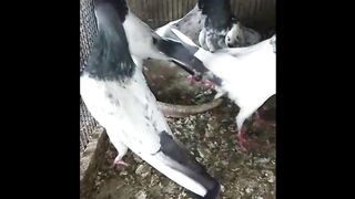 Beautiful pigeon | kabootar
