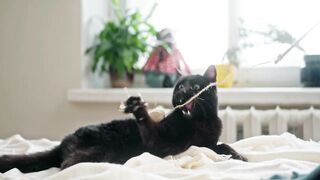 Cute Cat playing and Walking