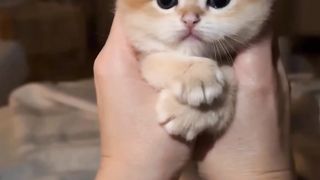 Cute cat funny video