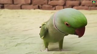friendly green Ringneck partot love to talking