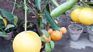 Multi Grafting Result 2023
