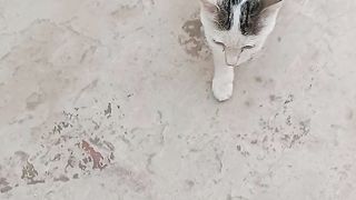 Cute cats | beautiful cats - white cats in the world