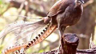 Unique Animal #Lyre Bird