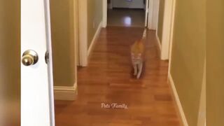 Most funny cat video