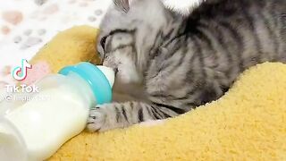 Kitten