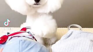 Cute Dog