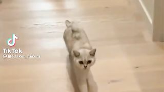 Cute Cats