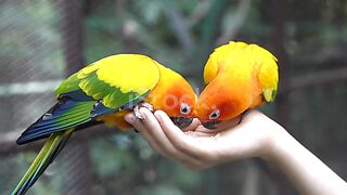 Freedom of love