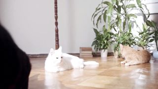 cute cat sleeping and playing in home