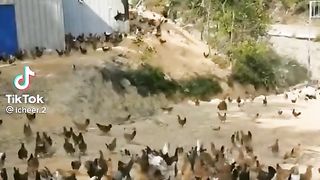 Hens in open area,
