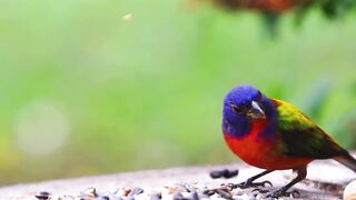 Most cutest birds