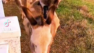 Goat babies
