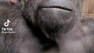 Giant Gorila