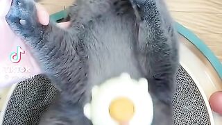 Hairs brushing of cat