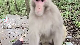 Prank with monky