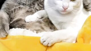 Funny Cat's