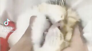 Funny cat