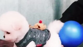 Balloon Filling by Dog. ????????
